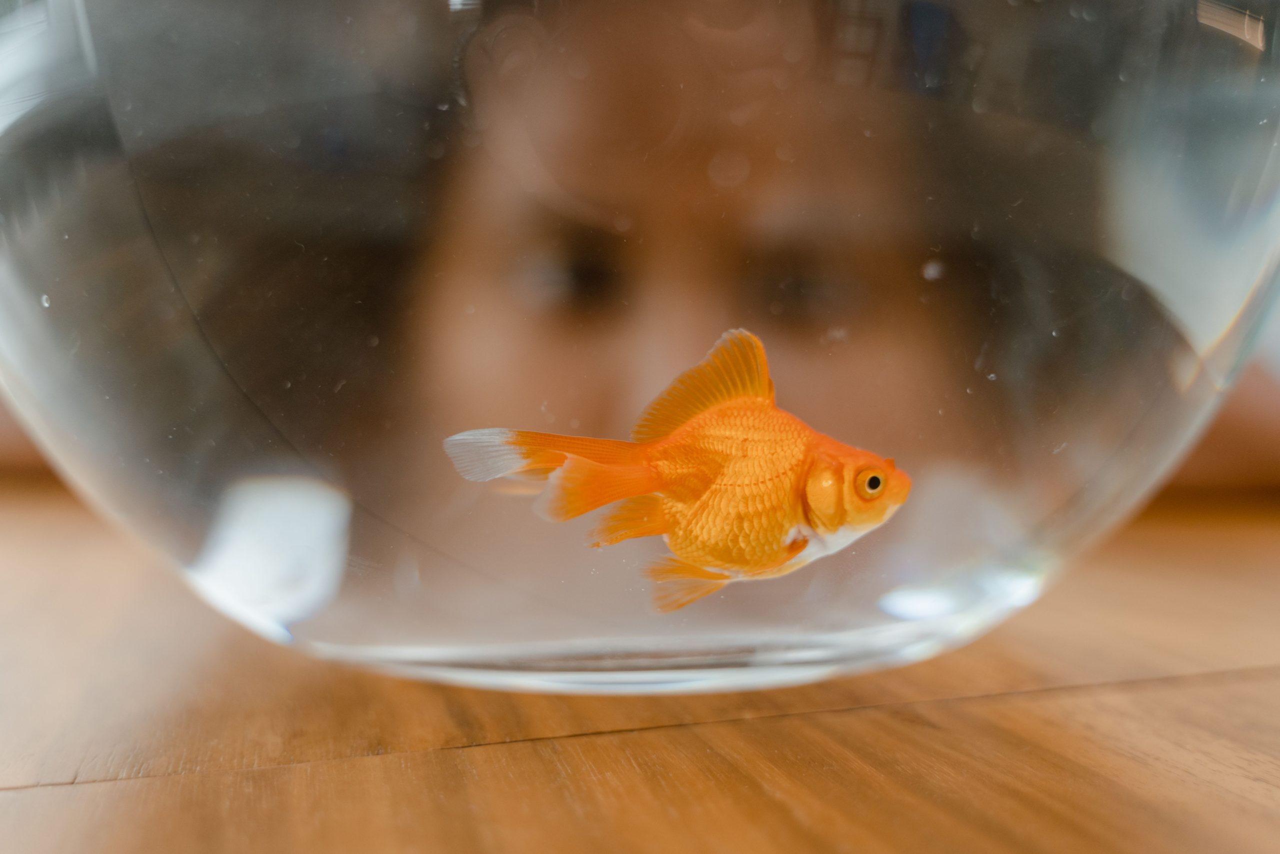 aquariophilie